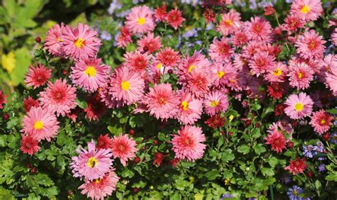 Chrysanthemen schneiden: So blühen sie noch prächtiger