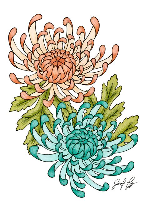 Chrysanthemum Clipart Teaching Resources Teachers Pay Teachers