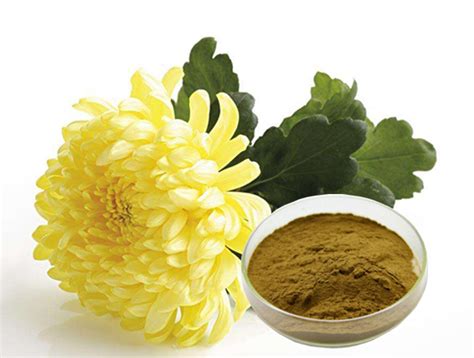 Chrysanthemum Parthenium Extract (with Product List)