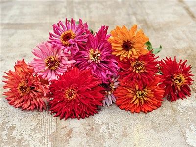 Chrysanthemum Seeds Baker Creek Heirloom Seeds