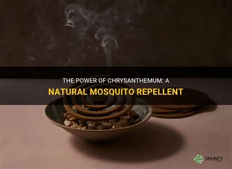 Chrysanthemum as mosquito repellent Permaculturenews