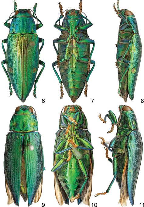 Chrysodema (Gelaeus) florensis Lansberge 1880