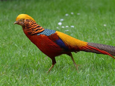 Chrysolophus pictus (Golden Pheasant) - Avibase