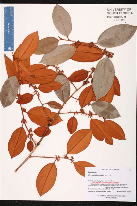 Chrysophyllum oliviforme - Species Page - ISB: Atlas of Florida Plants