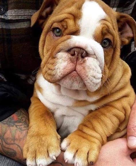 Chubby Bulldog Puppy