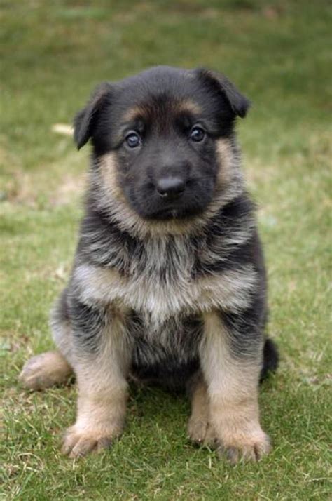 Chubby German Shepherd Puppy