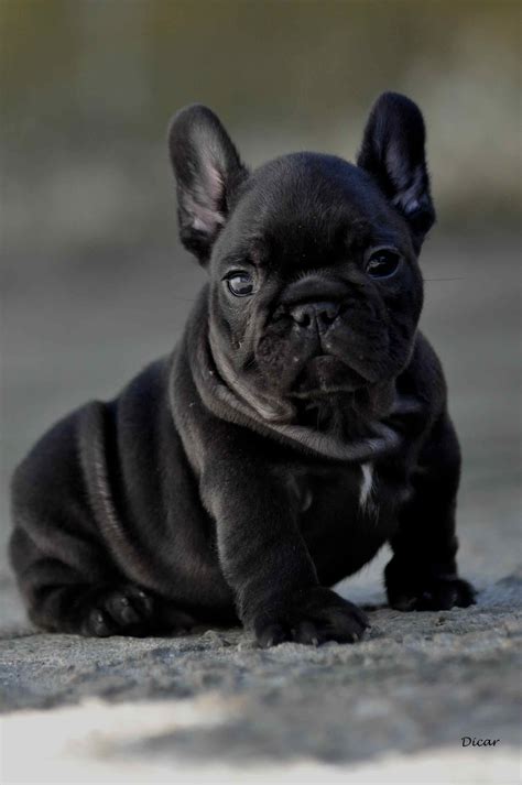 Chubby Puppies French Bulldog