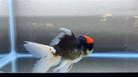 Show Grade Pug Face Ranchu Female | Chuchugoldfish. Origin: ImportGender: Female (Not A Guaranteed)Size: 4-5" total lengthNote: Fish swim at the bottom or swim funny is due to "show tank syndrome", they don't have swim issue unless specified in the post.. 