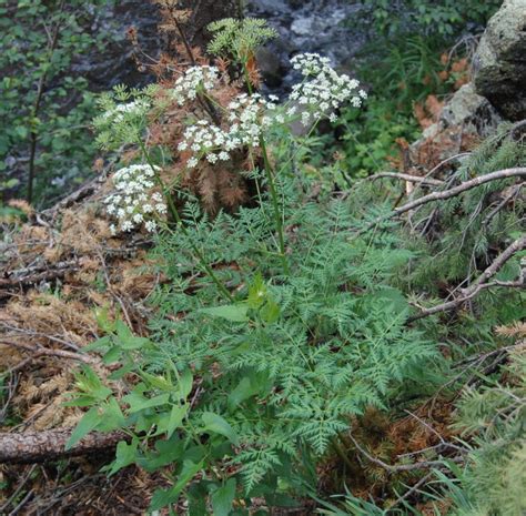 Osha (Ligusticum porteri) is a plant that grows in Northern America. It has been traditionally used as medicine in Native American and Hispanic cultures. Osha contains chemicals …. 