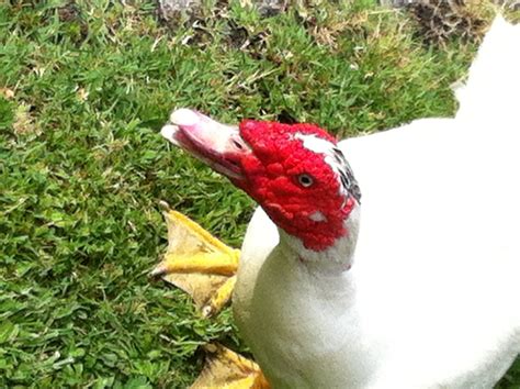 Chuck The Chicken Who Thought He Was a Duck