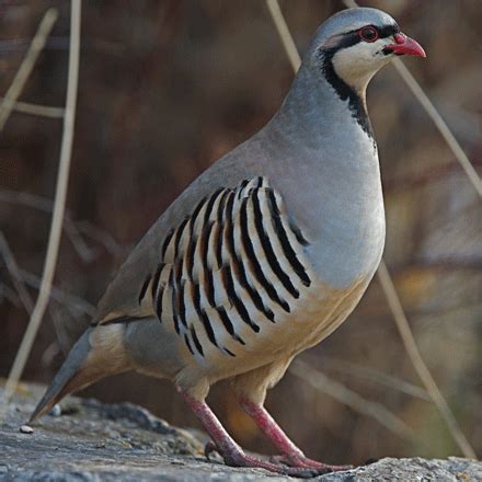 Chukar Partridge Brooding 101: How to Raise Chukar Partridge Chicks ...