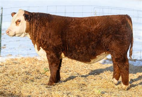 Churchill Cattle Co. Bull Sale by American Hereford …