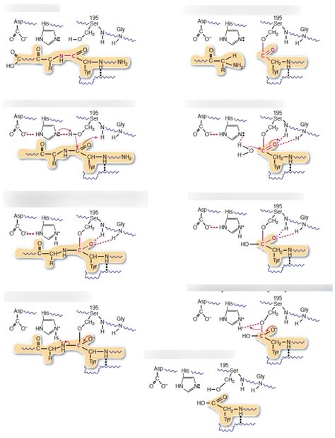 Chymotrypsin - ScienceDirect