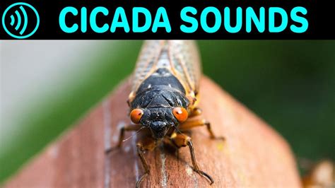 Cicada noise. Their noise will make a much bigger impact. A single male cicada’s mating call has been compared to the volume of a lawnmower. In a wooded area, there may be … 