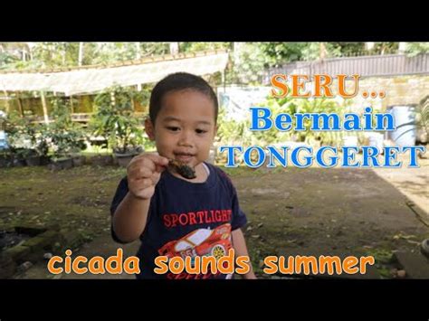 Cicadas: the familiar sound of summer - YouTube