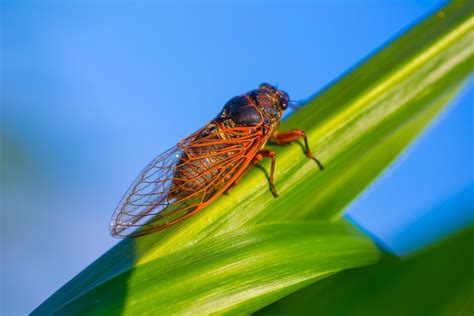 Cicadia - Learn about cicadas, the annual and periodical insects that live for up to 17 years and have a distinctive life cycle. Find out how they are related to locusts, why they make clicking …