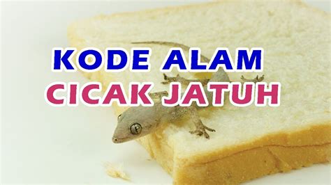 Cicak jatuh di kepala togel. Hack akun.