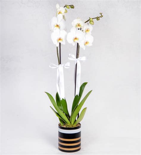 Ciceksepeti orkide