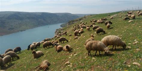 Ciftekoz Halı ve Koltuk Yıkama