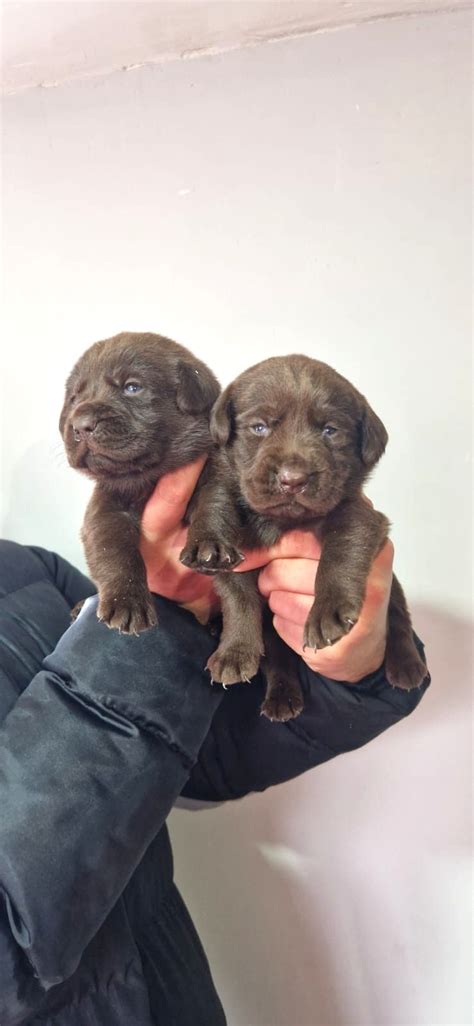 Cikolata Labrador Bebekler.
