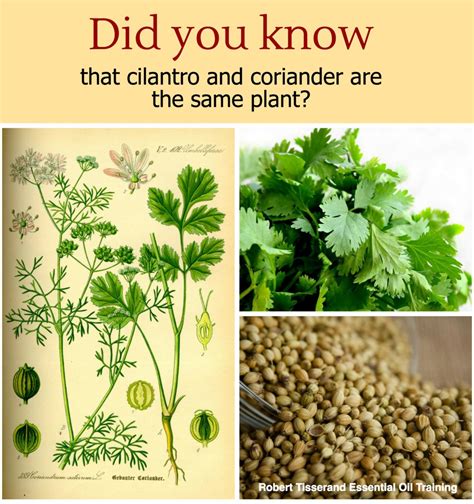 Cilantro vs Coriander - Are They the Same?