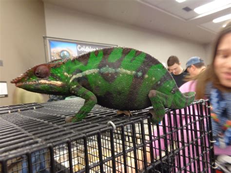 Cin city reptile show. Lucky for these cold-blooded collectors, the Cin City Reptile Show, Inc. is continuing its immensely successful reptile exhibition Sunday, this time in a new, larger location — the King’s ... 