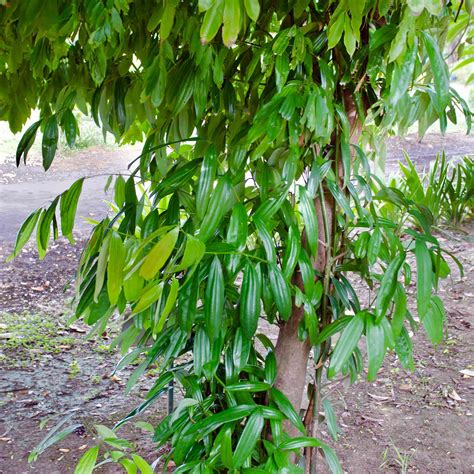 Cinammon tree. The Cinnamon Tree is a semi-tropical evergreen tree that grows rapidly year-round. It features leathery, tear-shaped leaves in a rich green hue that deepens to purple with maturity. Adding to the allure and uniqueness of the Cinnamon Tree are clusters of dark purple berries and petite yellow flowers. T he aromatic and edible spice you know and ... 