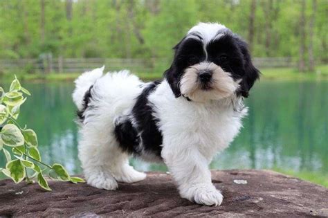 Cinder Female Shih-Poo For Sale in Ponchatoula LA 6811805726