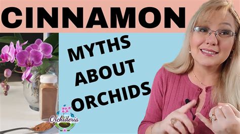 Cinnamon: Myth-Busting Ideas about Orchids