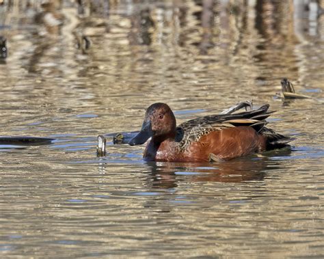 Cinnamon Teal - Fontenelle Forest Nature Search