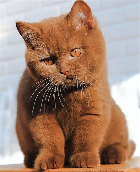 Cinnamon british shorthair. Final Words. Solid Color British Shorthair. These cats look glossy and elegant. These fine colors could be purple, violet, or blue even. The increasingly rare ones are … 