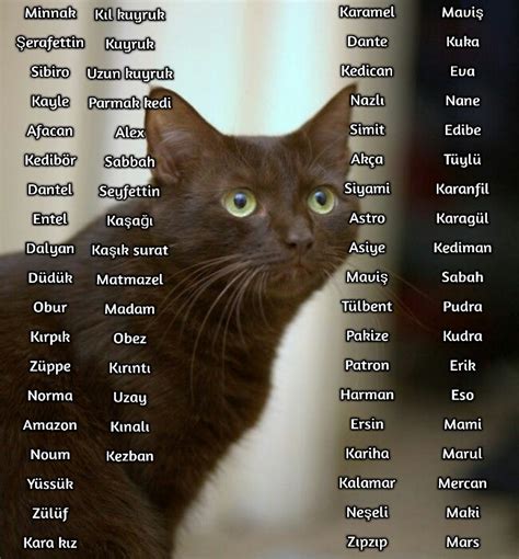 Cins kedi isimleri