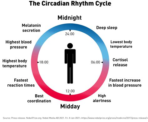 Circadian Rhythm & Adrenocorticotropic Hormone (ACTH)