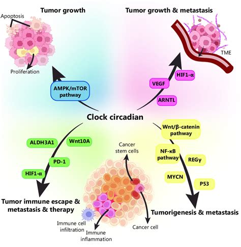 Circadian clocks and breast cancer - Breast Cancer Research