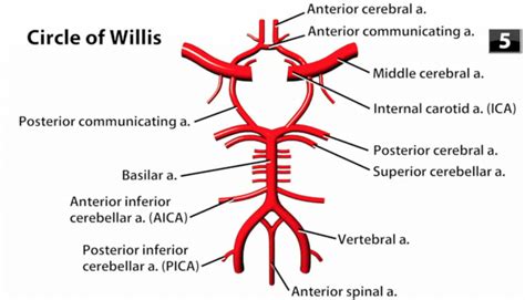 Circle of willis.  Circle of Friends.  T/F: Everyone has a complete circl...