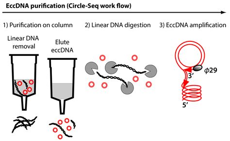 Circle-seq，达澈生物