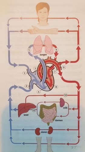 Circulatiestelsel theorie 1/4 Flashcards Quizlet