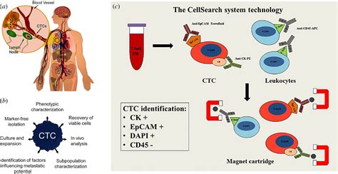 Circulating tumour cells: a broad perspective Journal of …