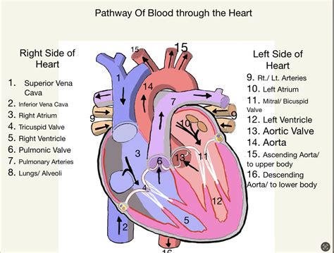 Circulatory System Blood Flow Order Through the Heart Animation YouTube