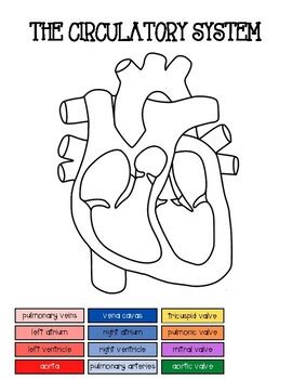 Circulatory System Coloring