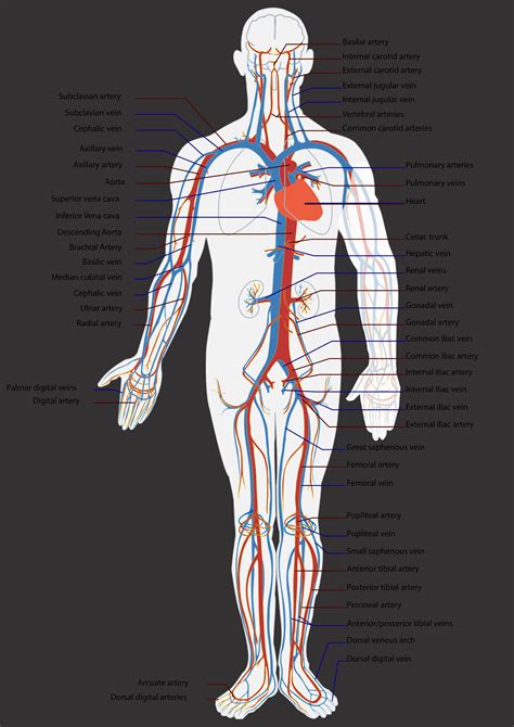 Circulatory System Diagram Body Arteries Heart Circulatory M