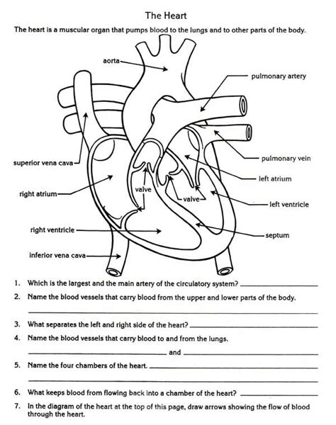 Circulatory System Diagram Worksheet Worksheet 2 Anatomy