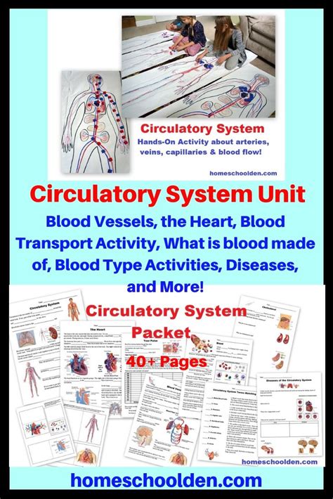 Circulatory System Packet Worksheets and Handson Activities