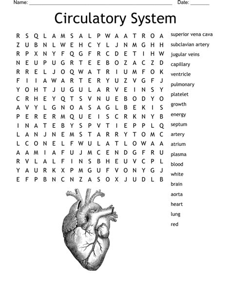 Circulatory System Word Search WordMint