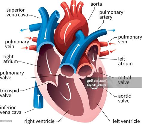 Circulatory system heart