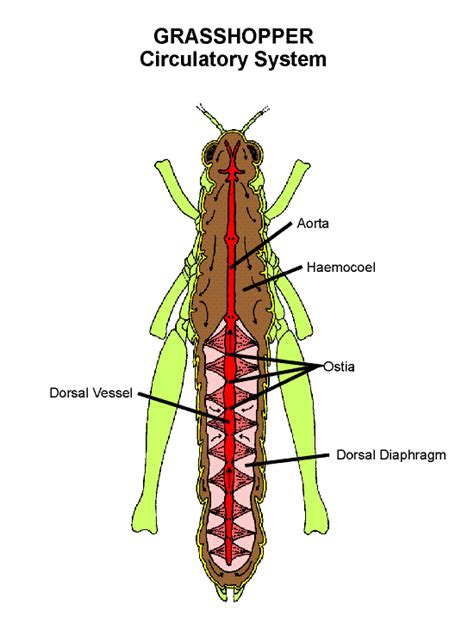 Circulatory system in Insects