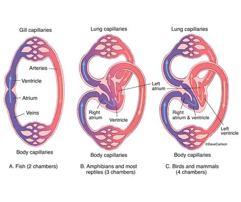 Circulatory systems in vertebrates Interactive worksheet