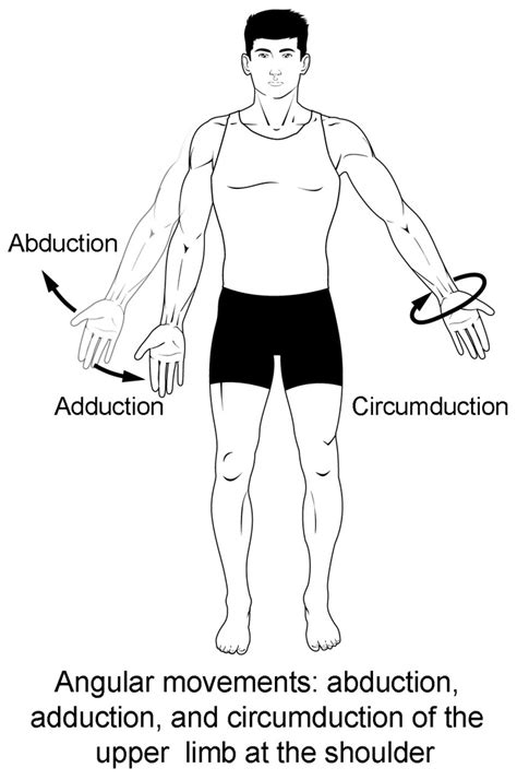 Circumduct Definition & Meaning Merriam-Webster Medical