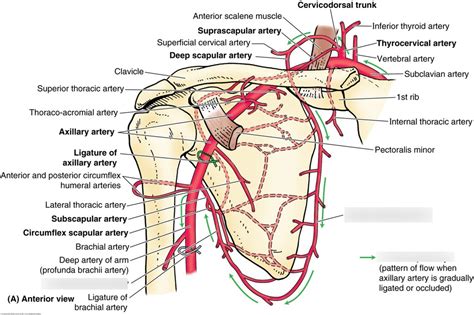 Circumflex scapular artery: Anatomy, branches, …