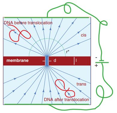 Cis and trans electrodes - Chemistry Stack Exchange